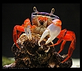 CRABE TAMBOUR